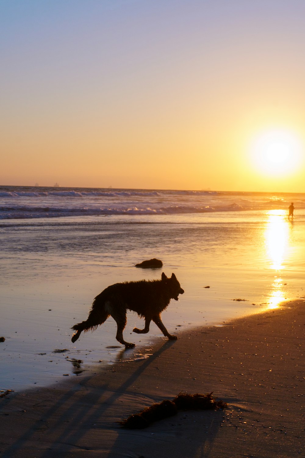 a dog running on the beach at sunset