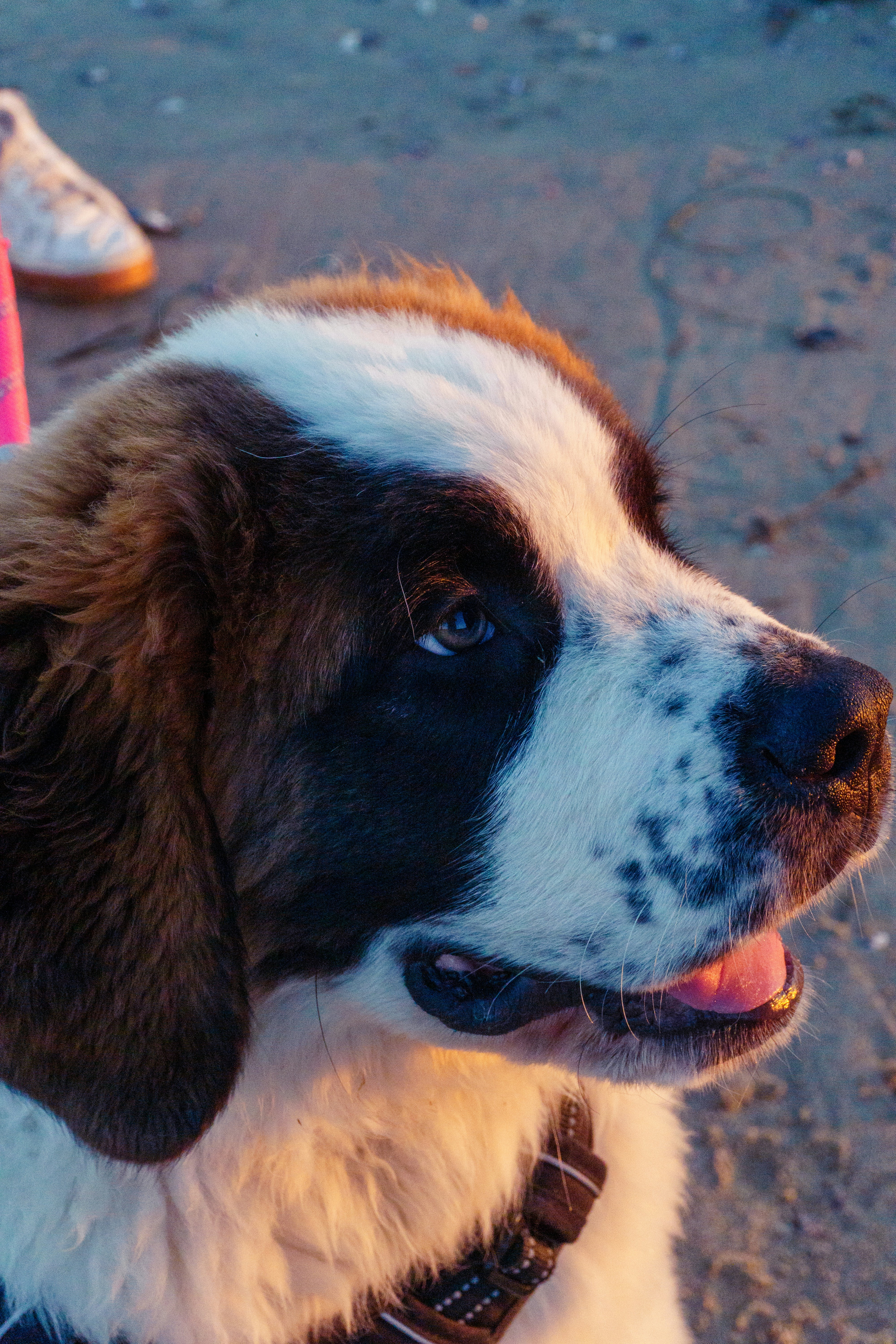 El San Bernardo – Razas de Perros