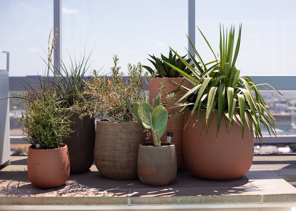 a number of potted plants on a table