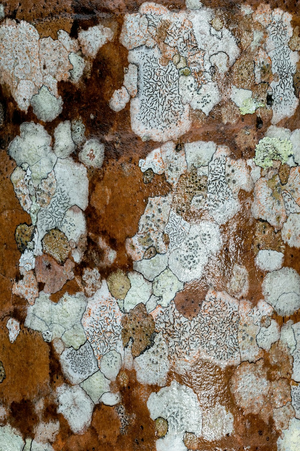 a close up of a rock with lichen and moss growing on it