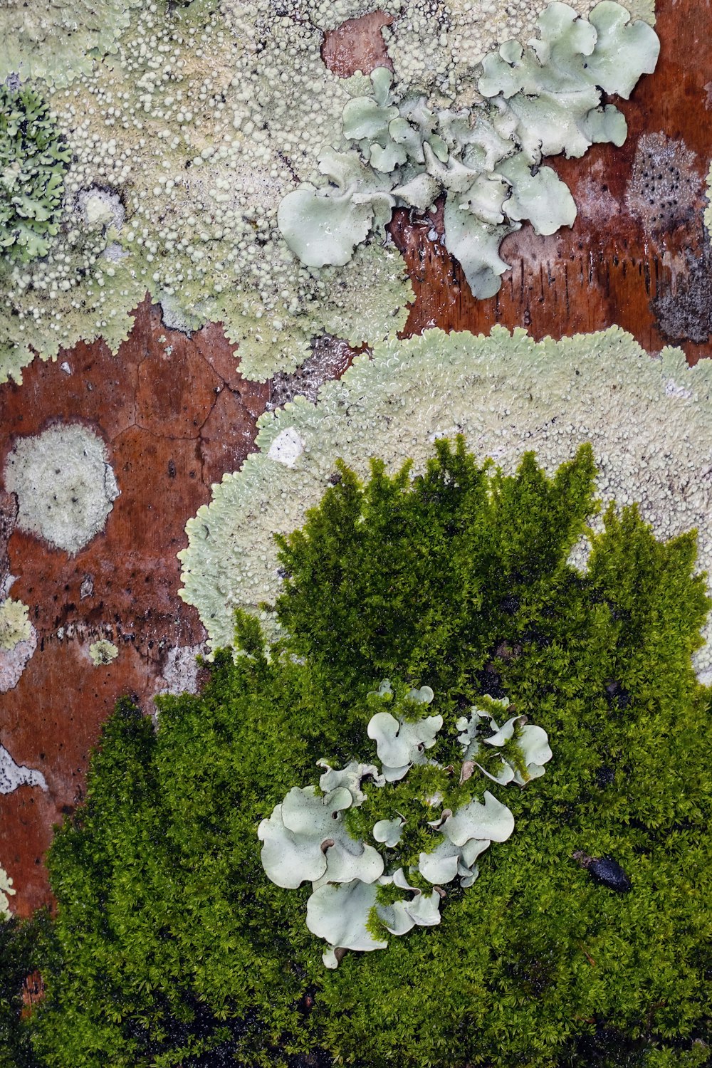a close up of a tree with lichens on it