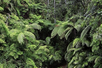 Lush green rainforest featuring dense foliage with a variety of large ferns and other tropical plants. The scene is rich with layers of greenery, creating a sense of depth and abundance. Light filters through the canopy, casting dappled patterns on the leaves.