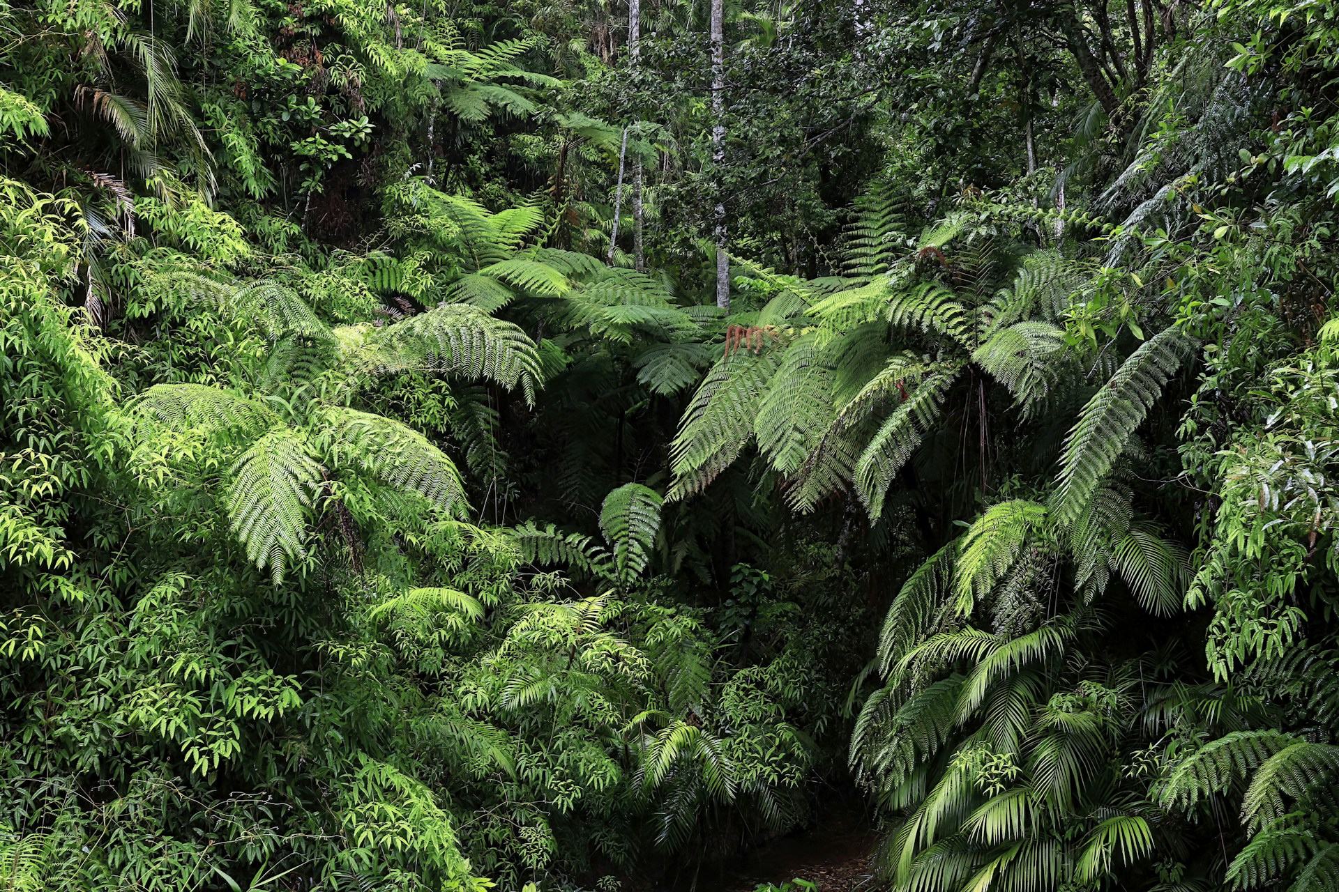 a lush green forest filled with lots of trees