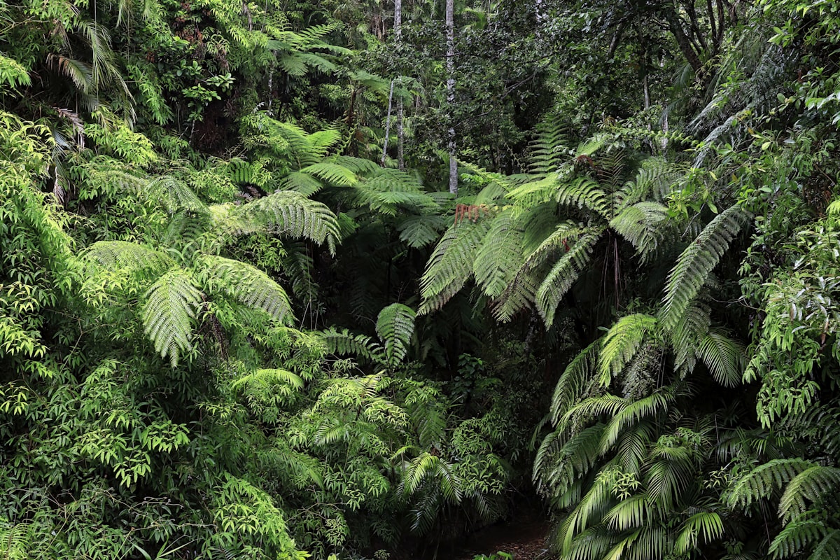 A Lush Green Forest Filled With Lots Of Trees