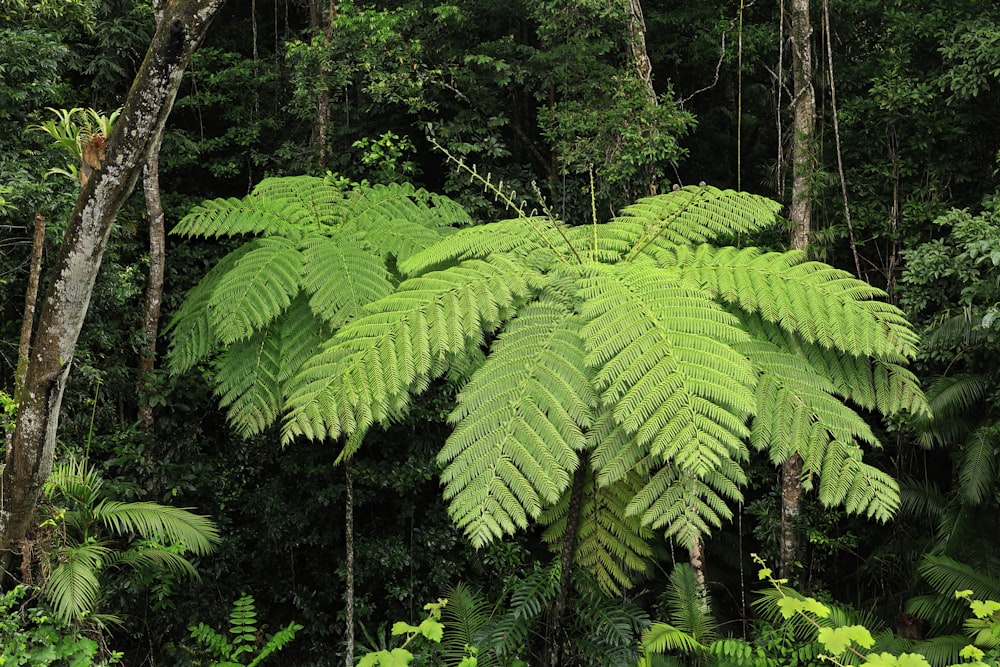 a lush green forest filled with lots of trees