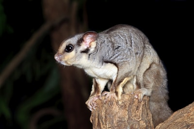 a small australian animal sitting on top of a tree stump