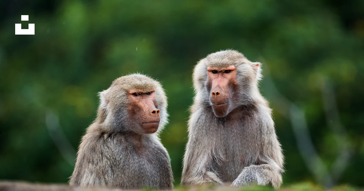 Foto Um casal de macacos sentados um ao lado do outro – Imagem de ...