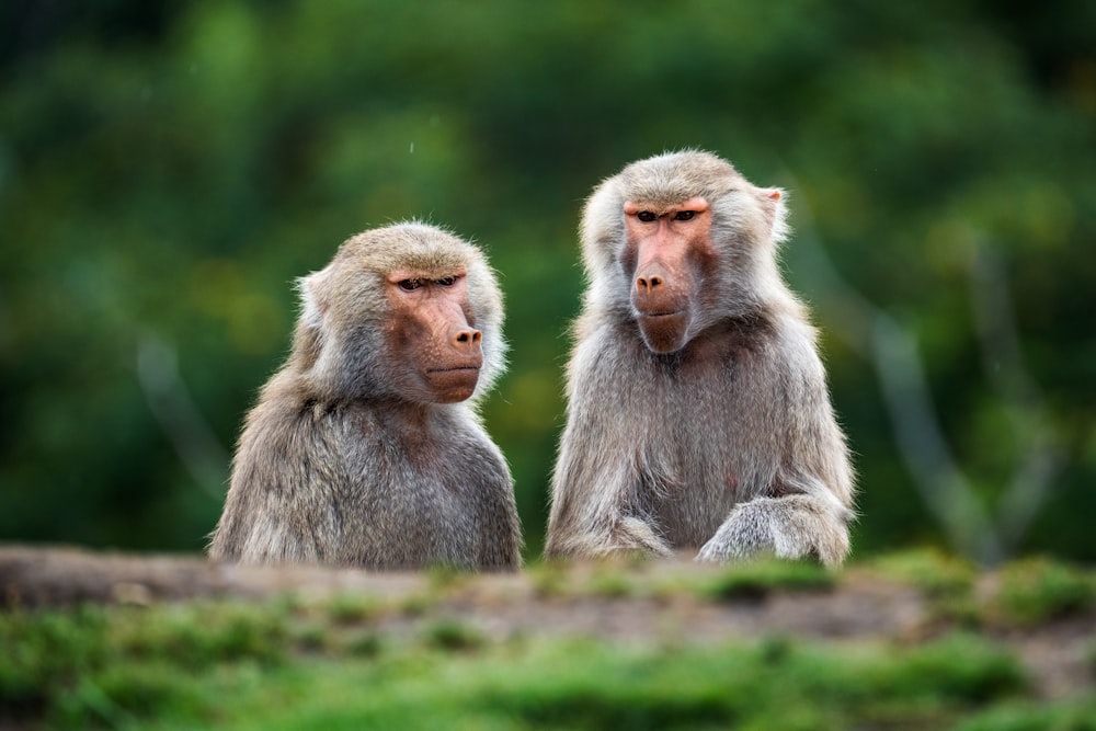 a couple of monkeys sitting next to each other