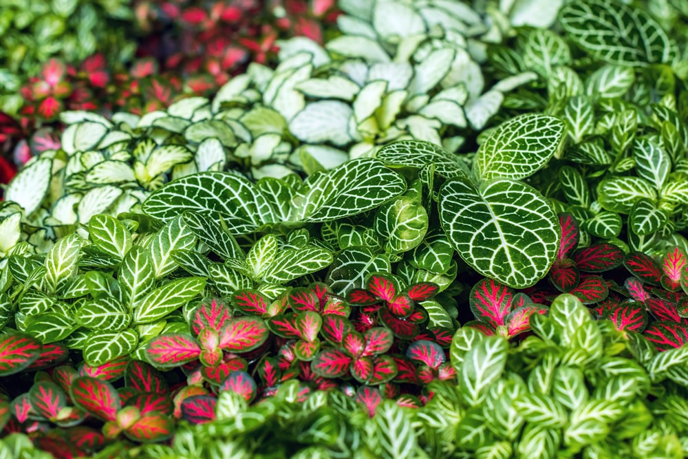 a close up of a bunch of different colored plants