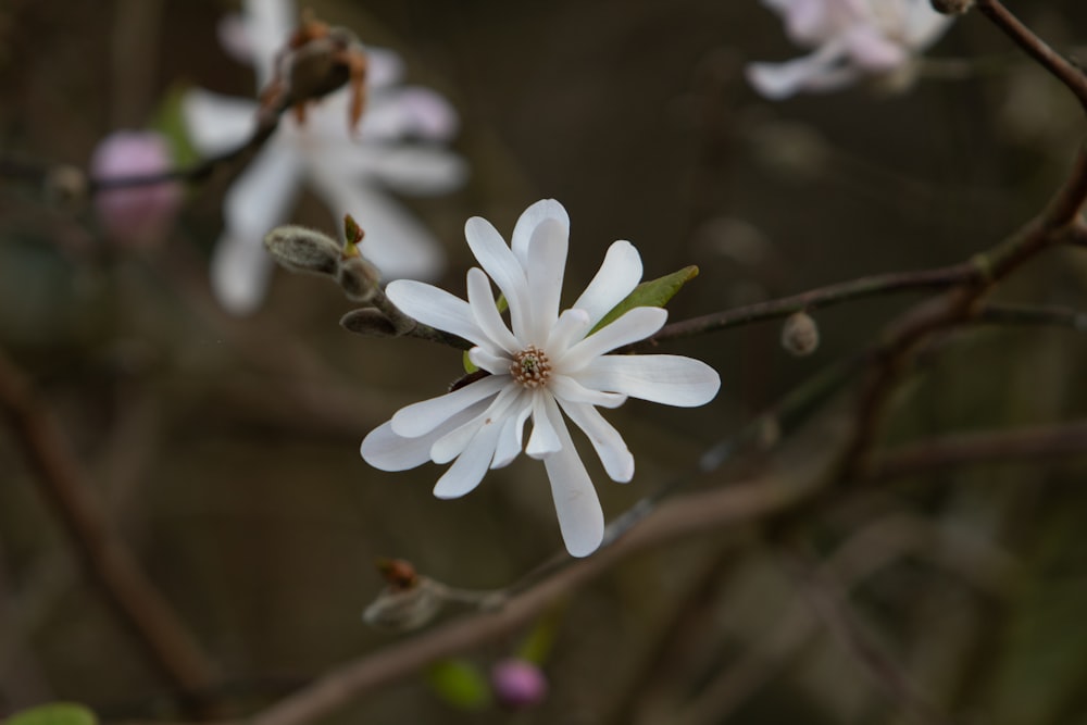 a close up of a white flower on a tree