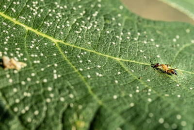 a close up of a bug on a leaf