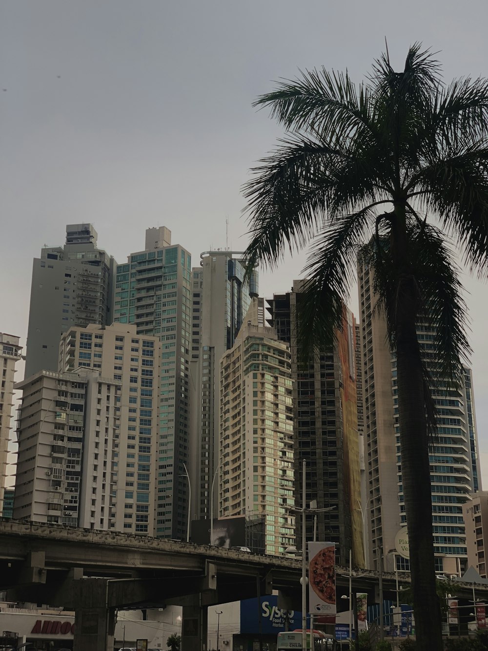 a palm tree in front of a city skyline