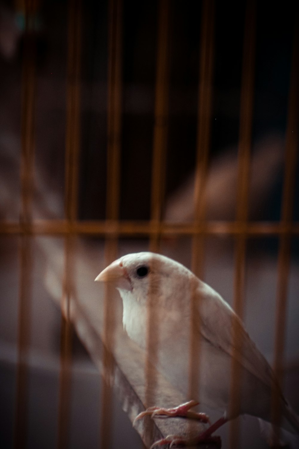 a white bird sitting on top of a cage