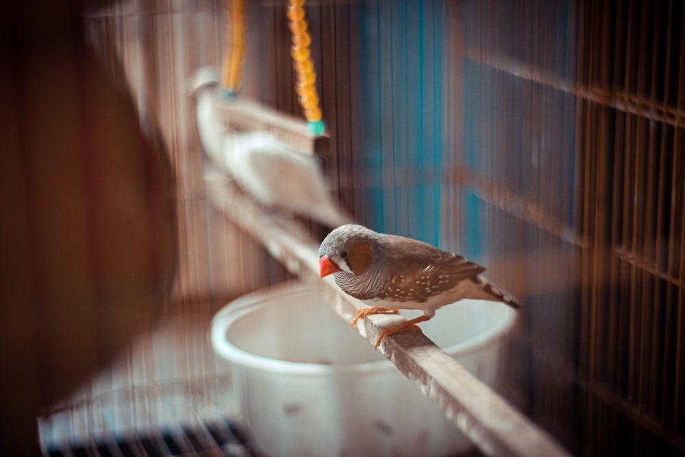 a bird sitting on a perch in a cage