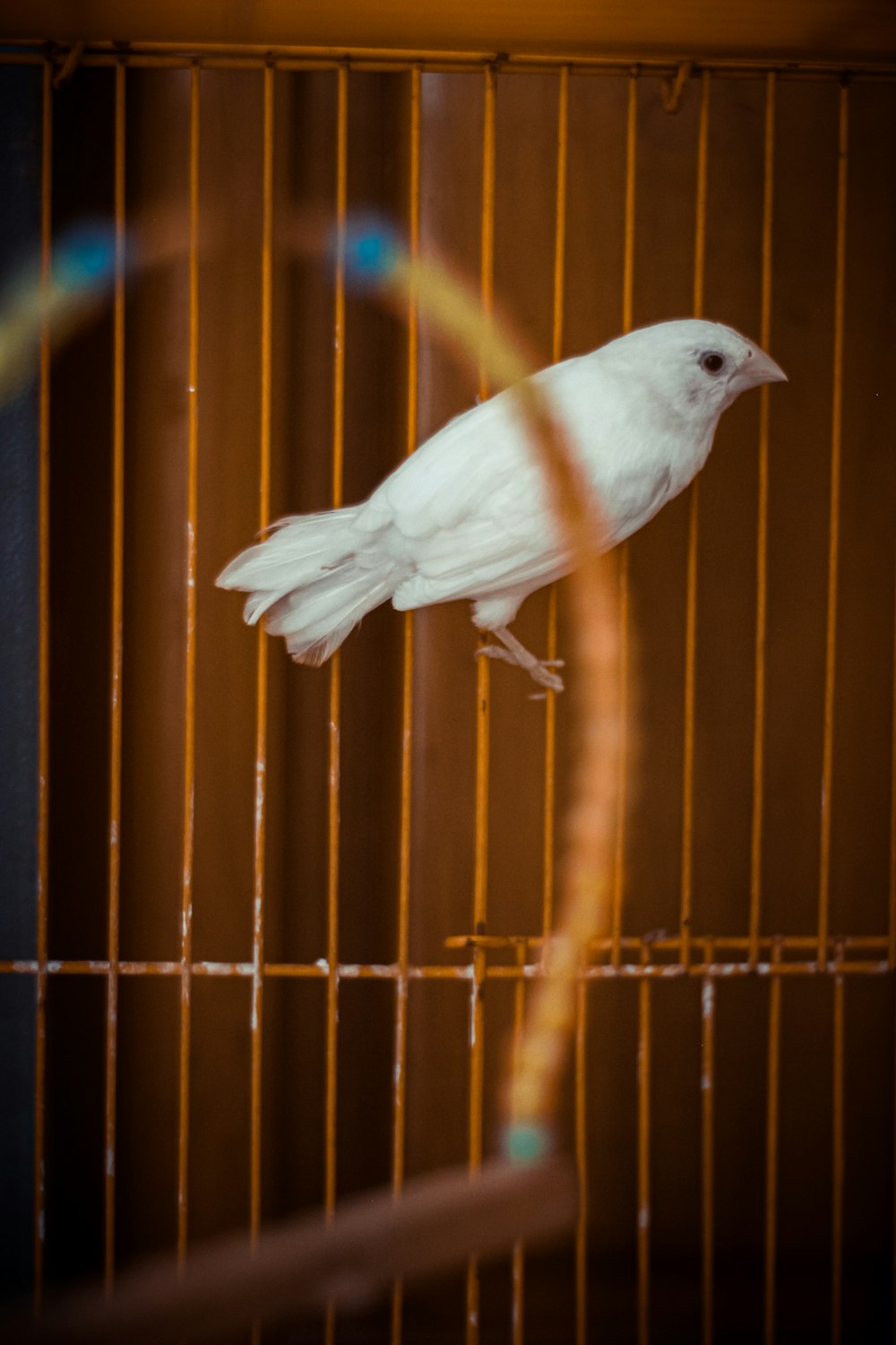 a white bird sitting on top of a cage