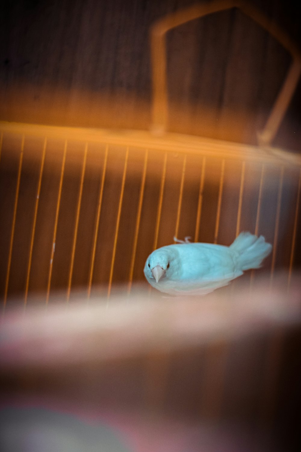 a blue bird sitting on top of a white plate