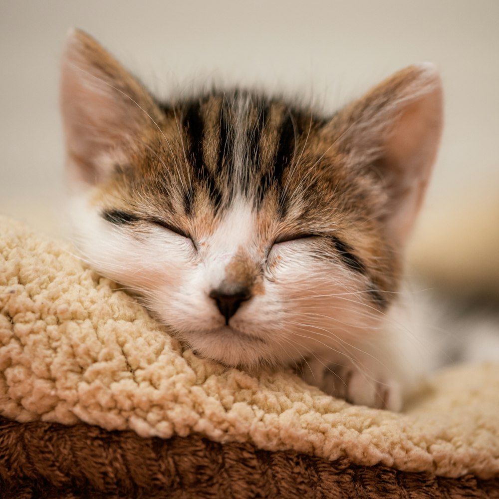 a small kitten sleeping on top of a blanket