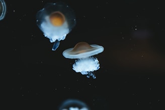 a group of jellyfish floating in the water