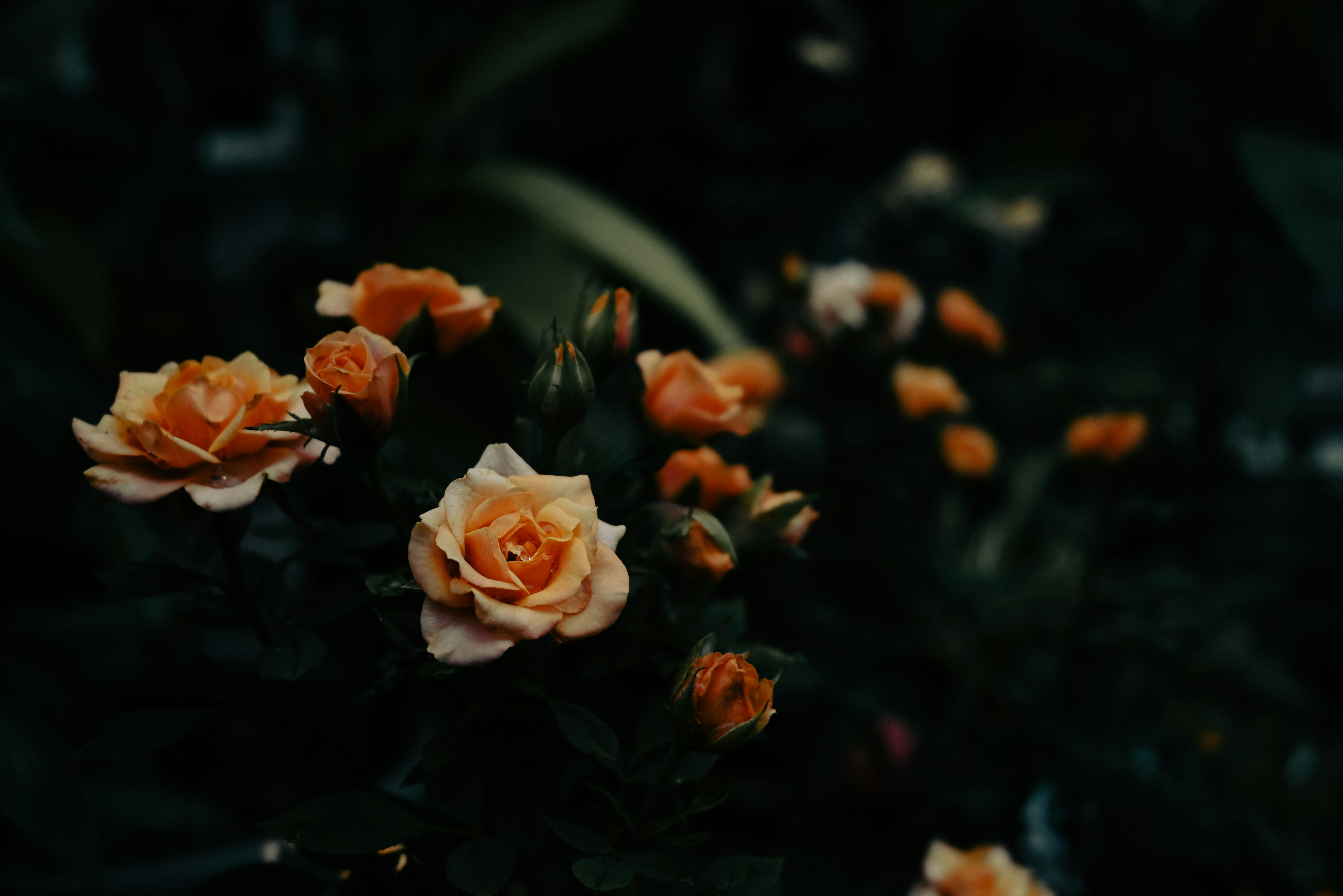 Photo by nikol_royce