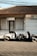Two motor scooters are parked in front of a storefront with a tiled roof. The building has a closed sliding shutter on one side and a glass door with curtains on the other, above which is a sign that reads 'SHERLY Shop'. The pavement is patterned, and there are power lines visible overhead.