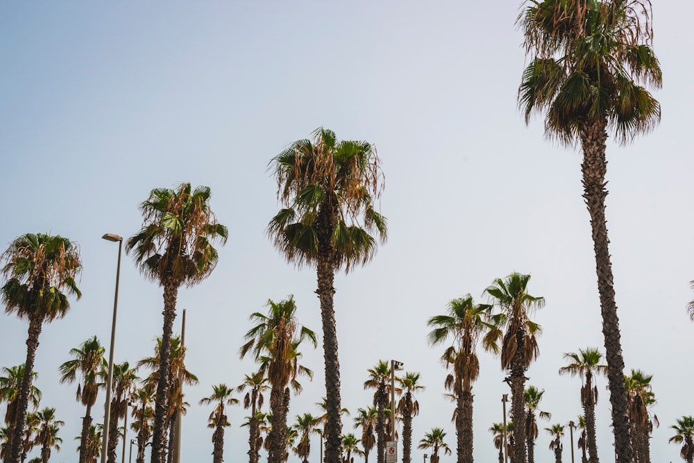 a row of palm trees in front of a blue sky