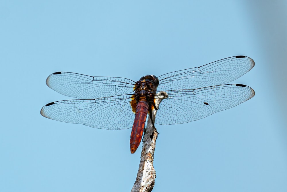 a red dragonfly sitting on top of a tree branch