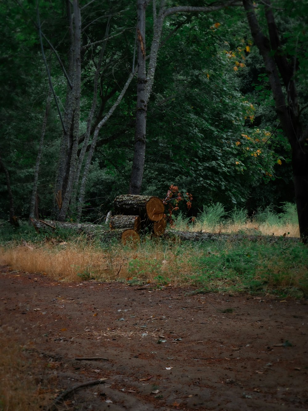 Un gran tronco sentado en medio de un bosque