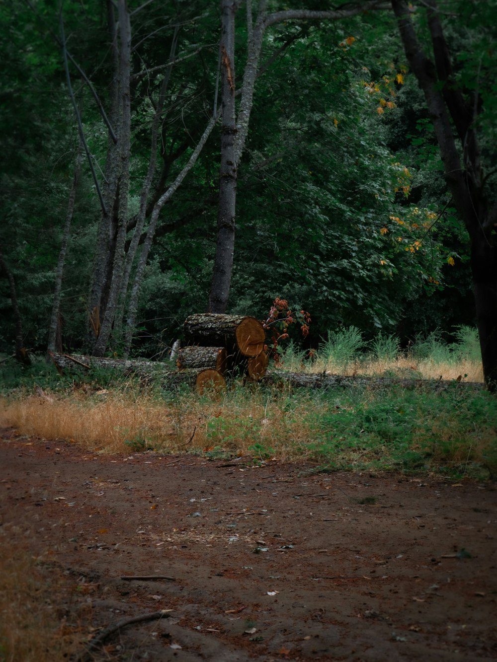 a large log sitting in the middle of a forest