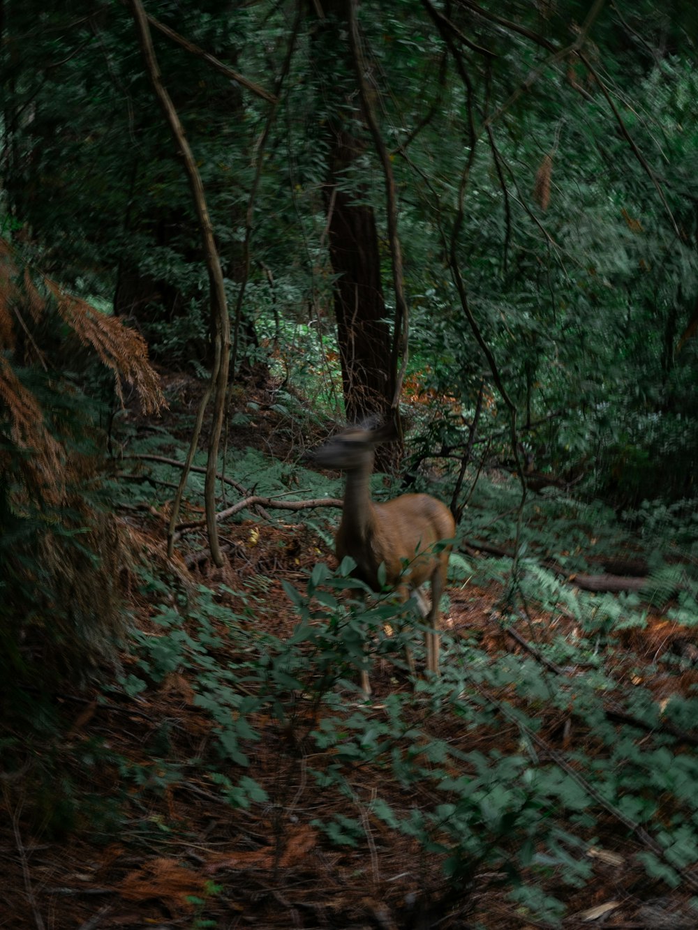 a deer standing in the middle of a forest