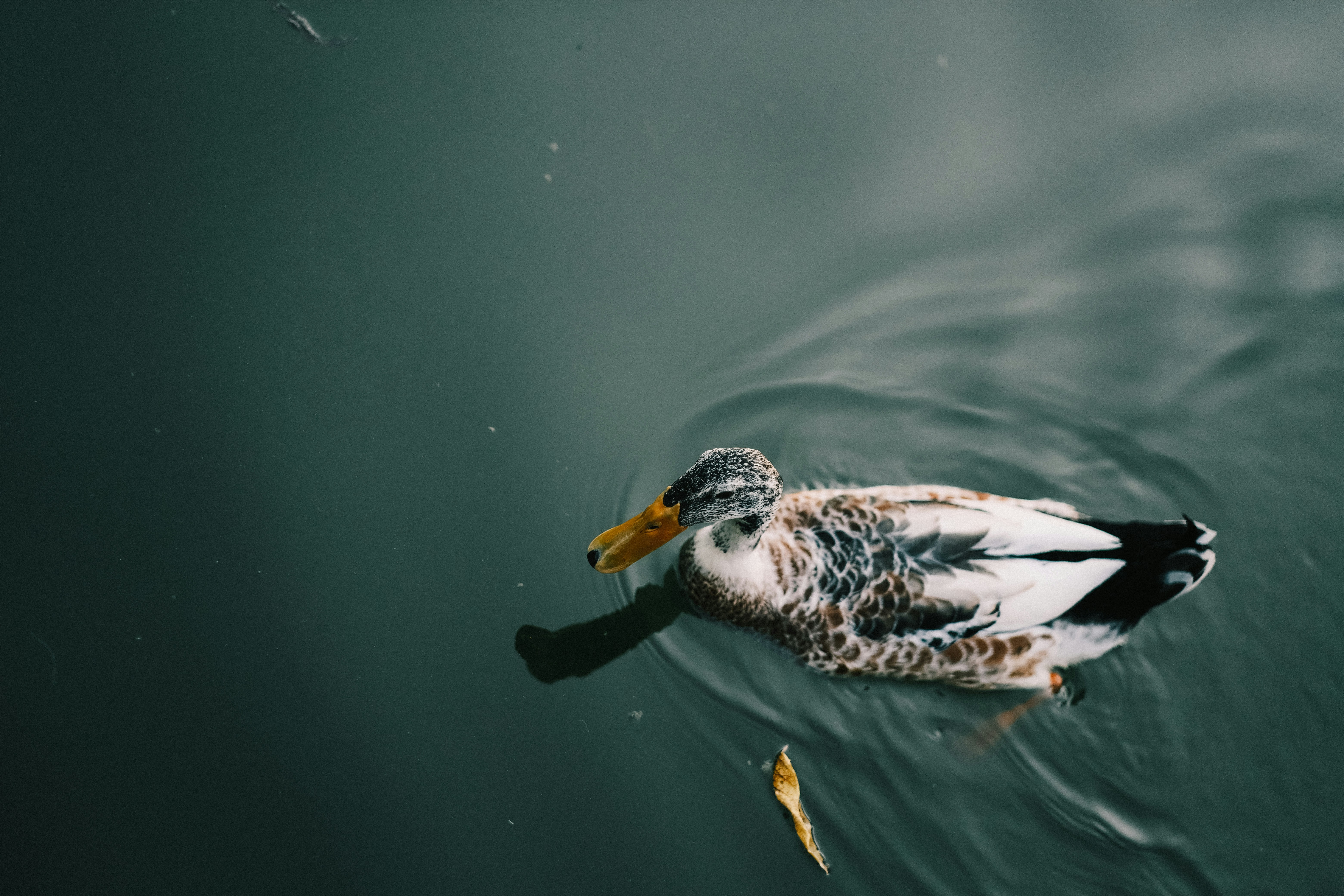 Photo by maycloudbackup