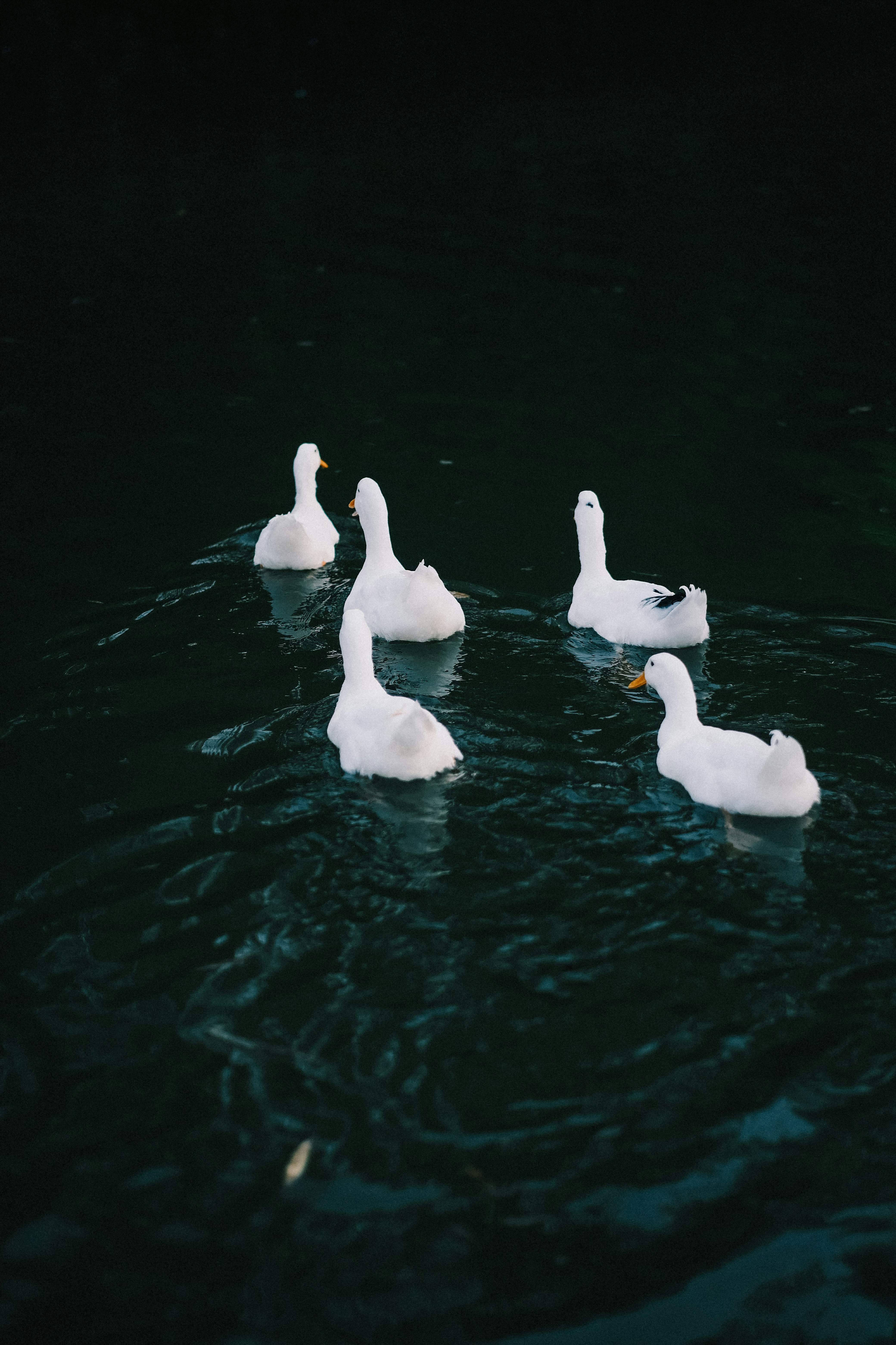 Photo by maycloudbackup