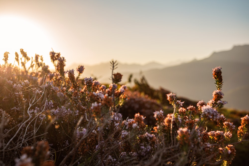 a field of flowers with the sun in the background