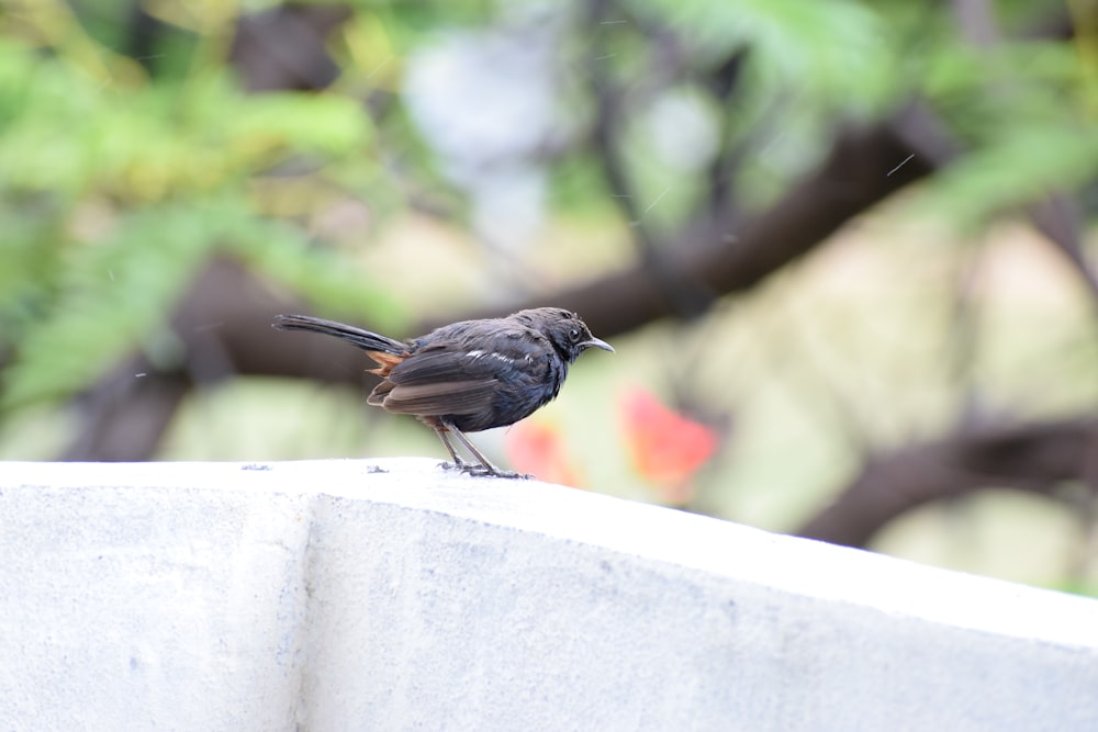 a small bird sitting on top of a cement wall