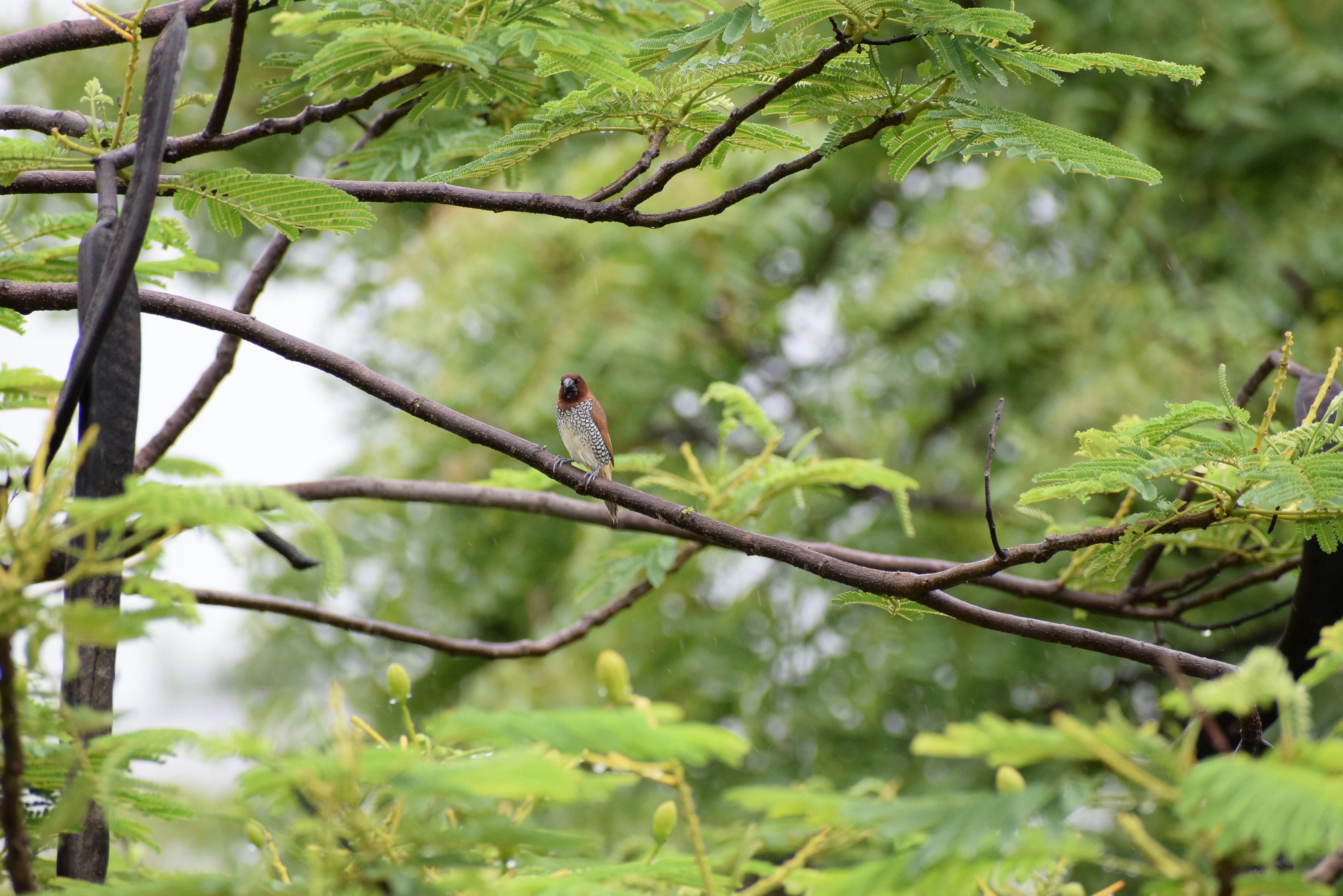 Photo by maruthikondagadupula