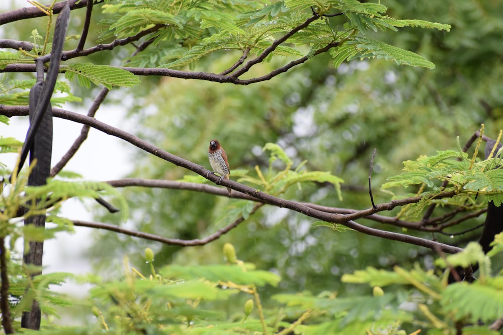 a small bird perched on a tree branch