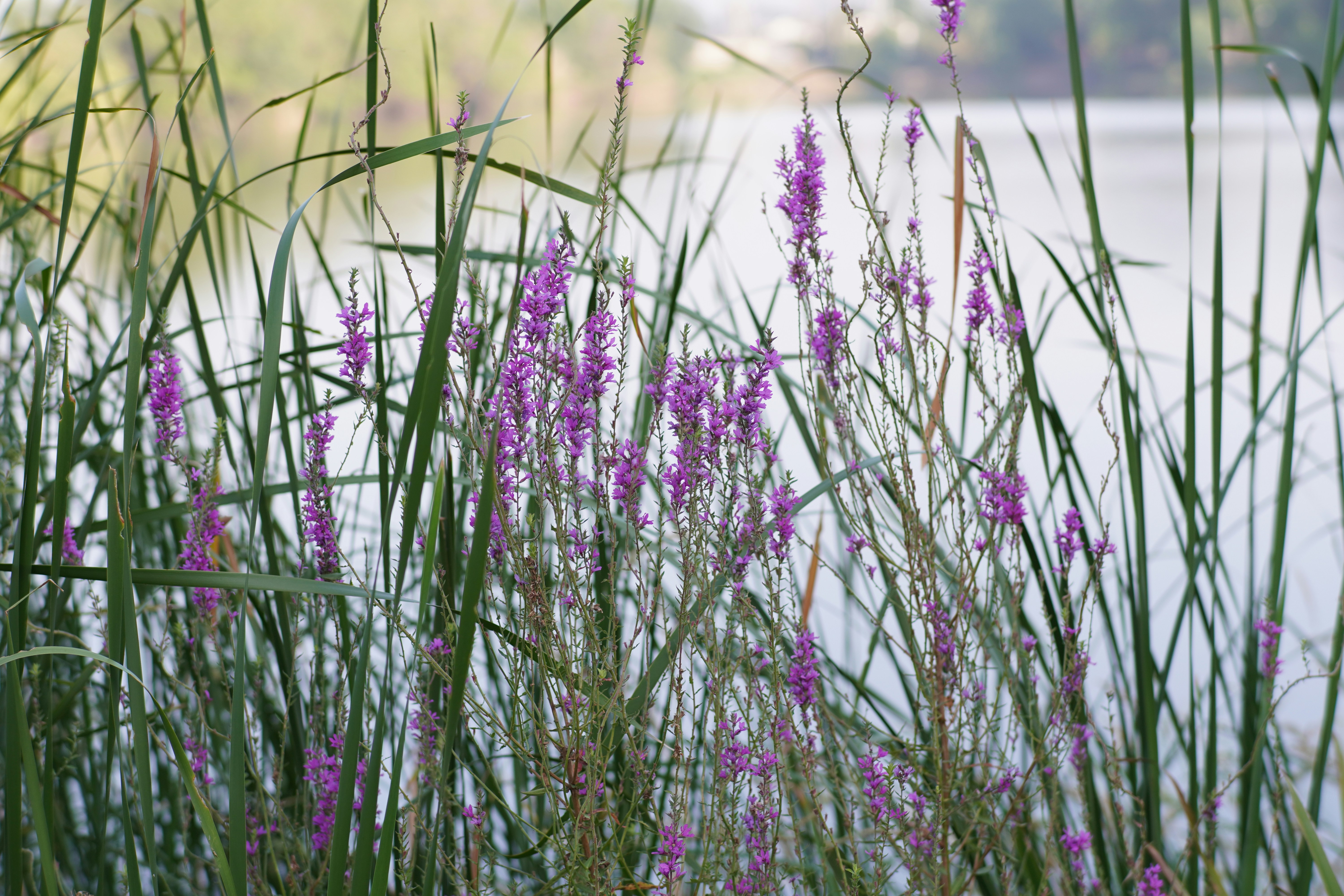 A bunch of purple flowers near a body of water photo Free Purple