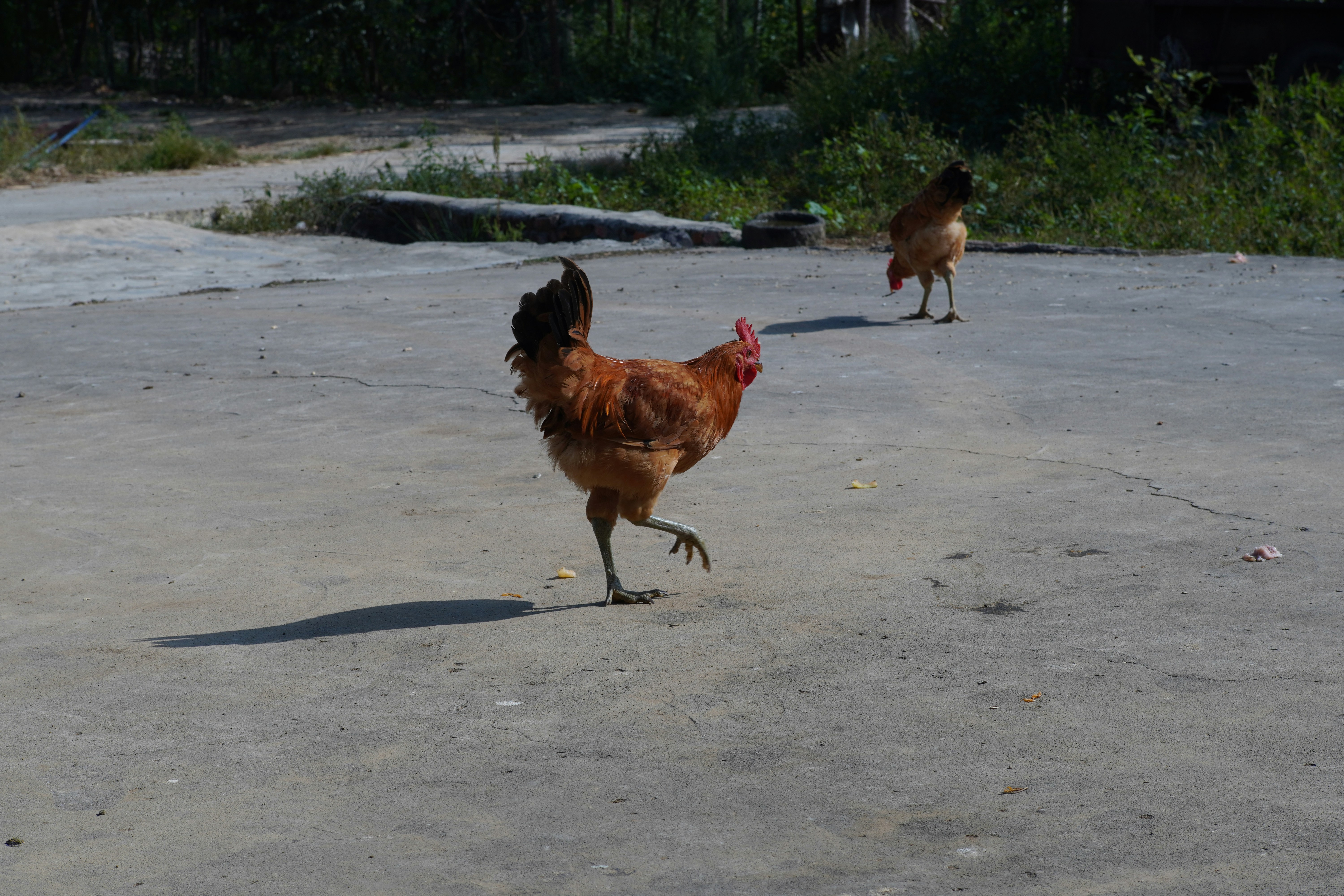a couple of chickens walking across a cement field