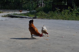 Two chickens are walking on a paved area with scattered food. The surroundings include greenery and trees in the background. Another chicken can be seen in the distance, near shrubs and natural vegetation.