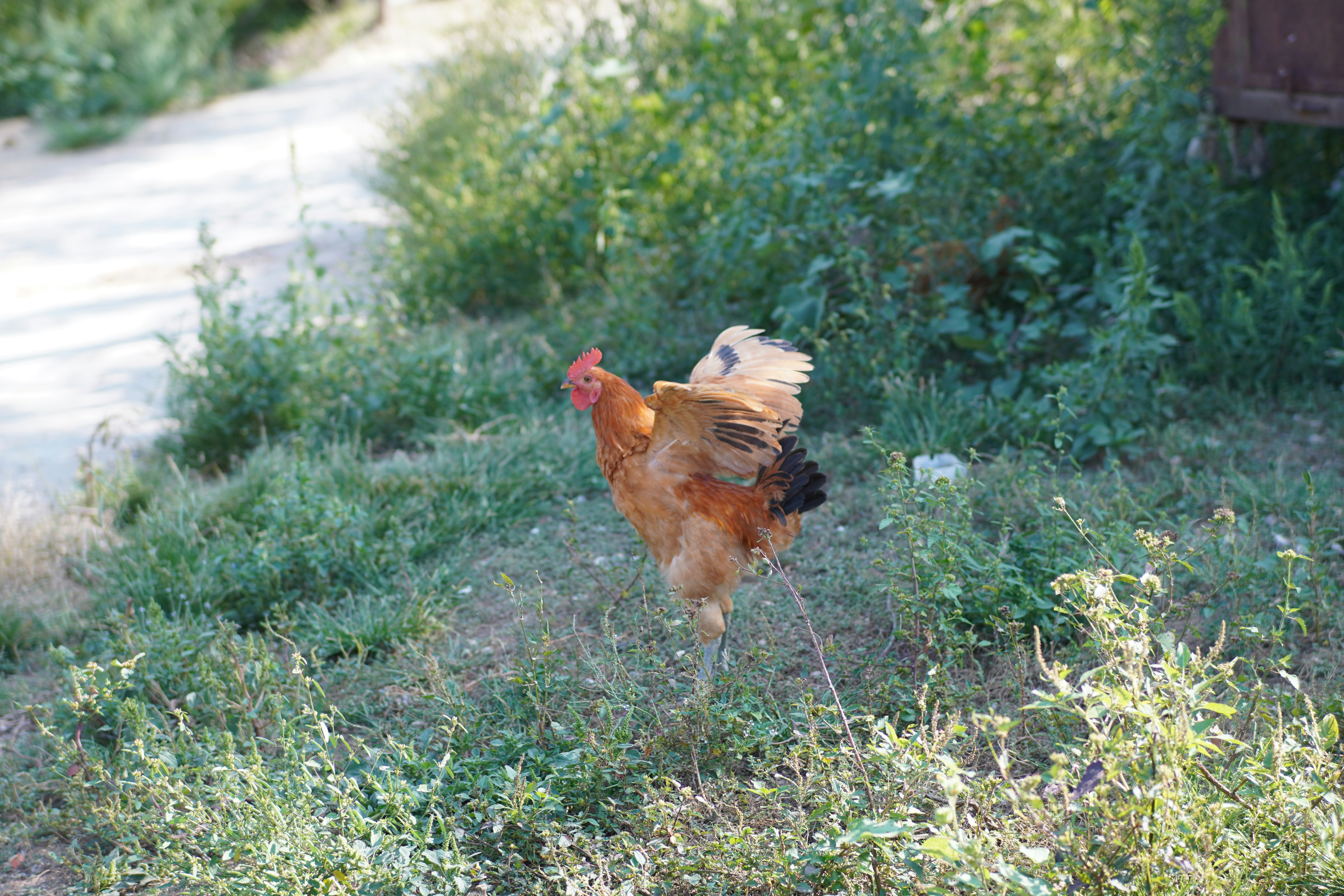 a rooster is standing in the grass near a path