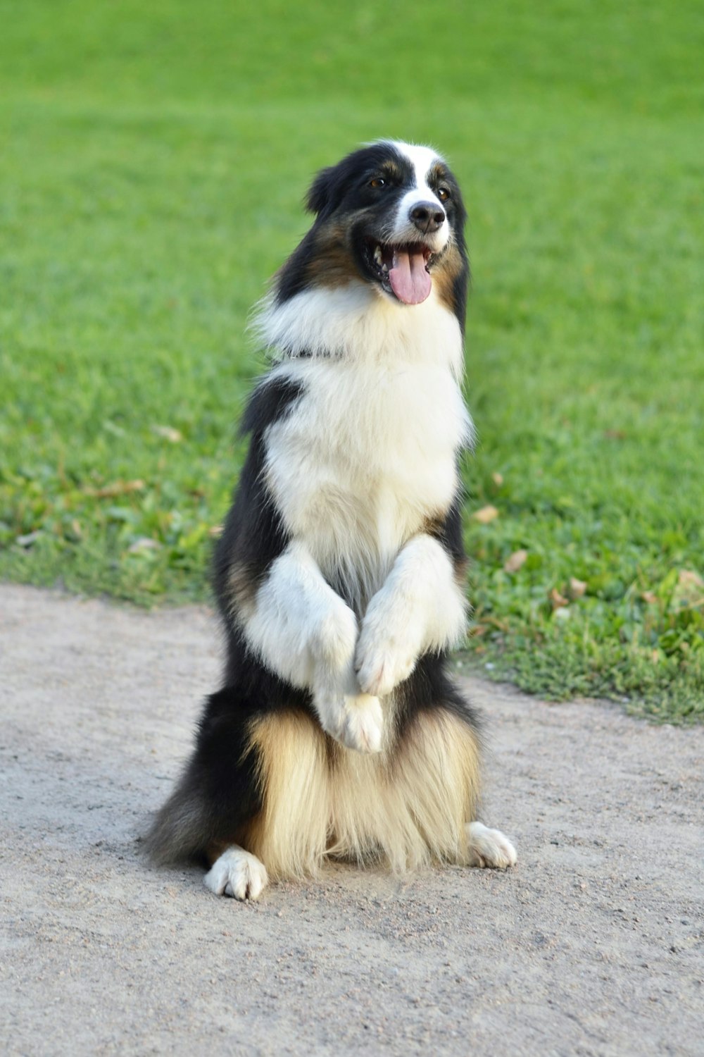 a black and white dog standing on its hind legs