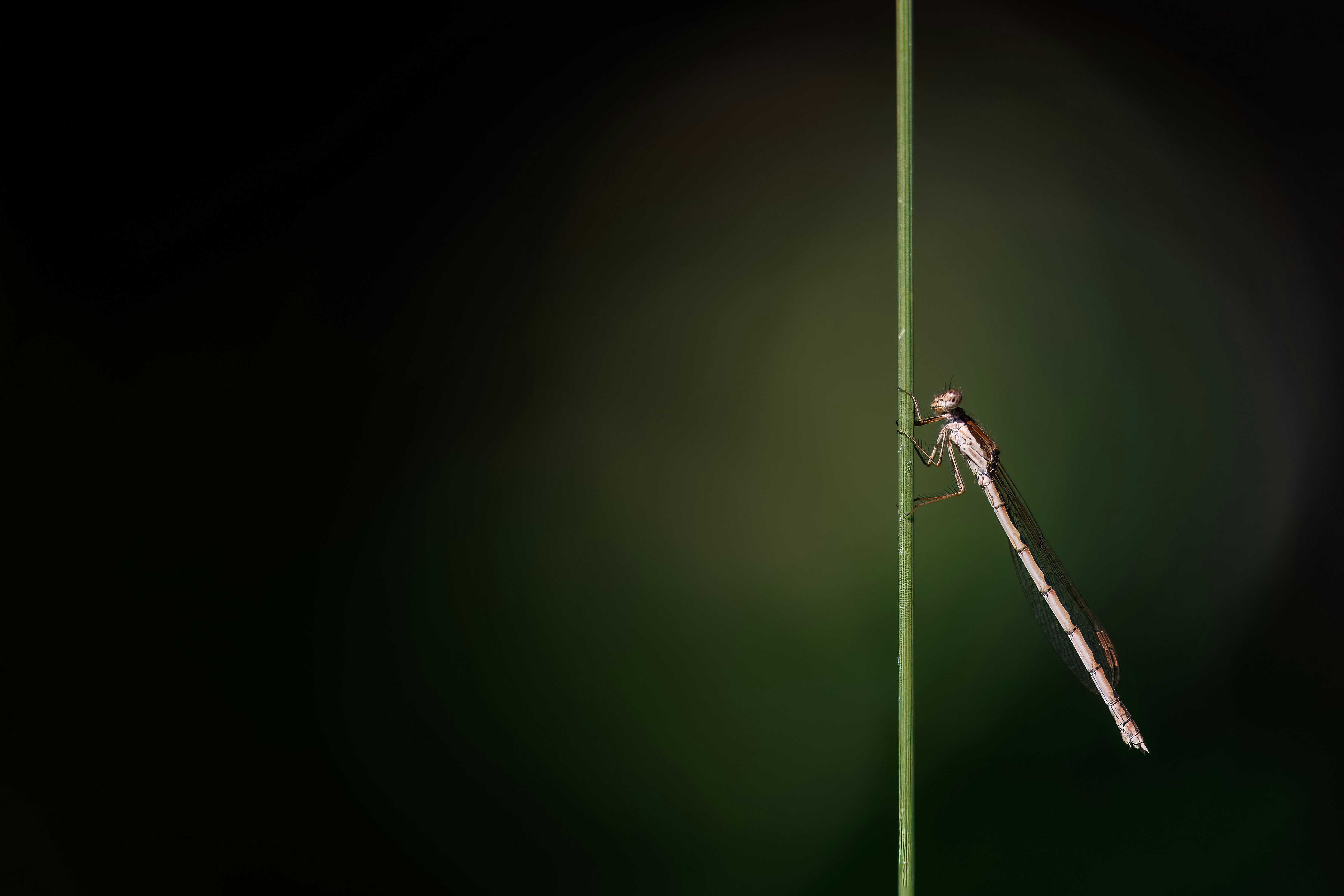 a bug is sitting on a green stem