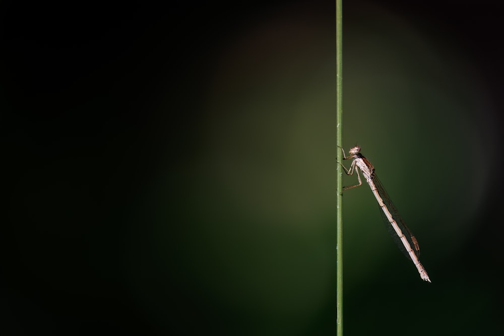 a bug is sitting on a green stem