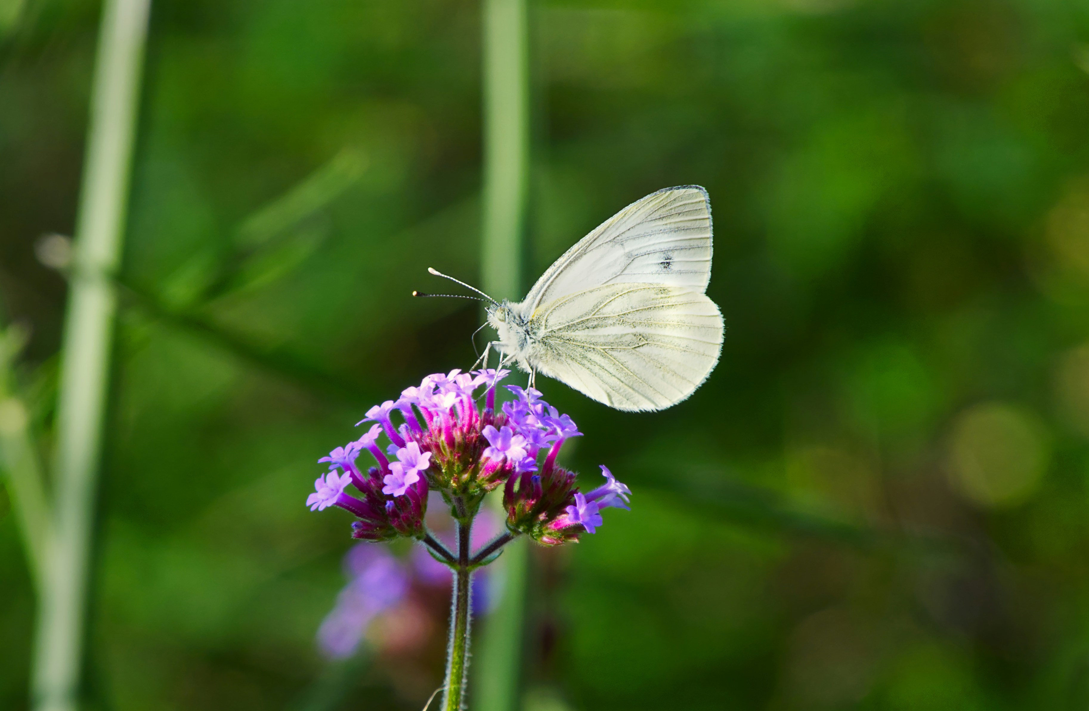 Photo by packetdiscards