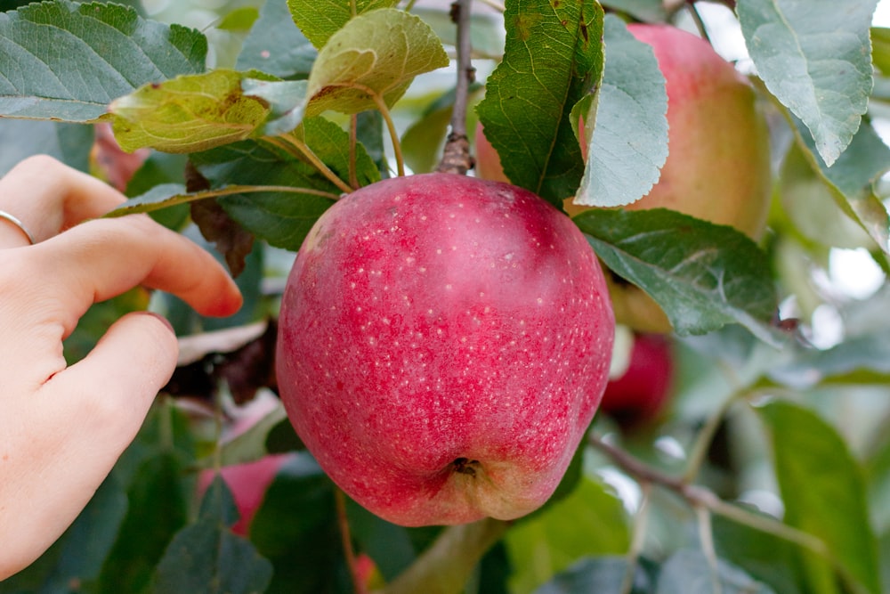 a hand picking an apple from a tree