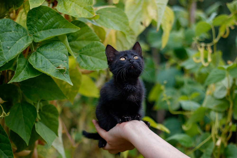 a small black kitten sitting on top of a person's hand