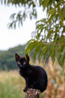 Close-up of a black smoke Siberian kitten with bright eyes, nestled among golden oak leaves.