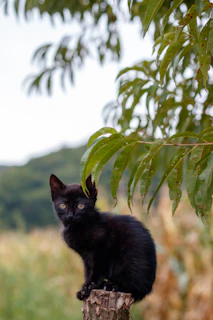 Close-up of a black smoke Siberian kitten with bright eyes, nestled among golden oak leaves.