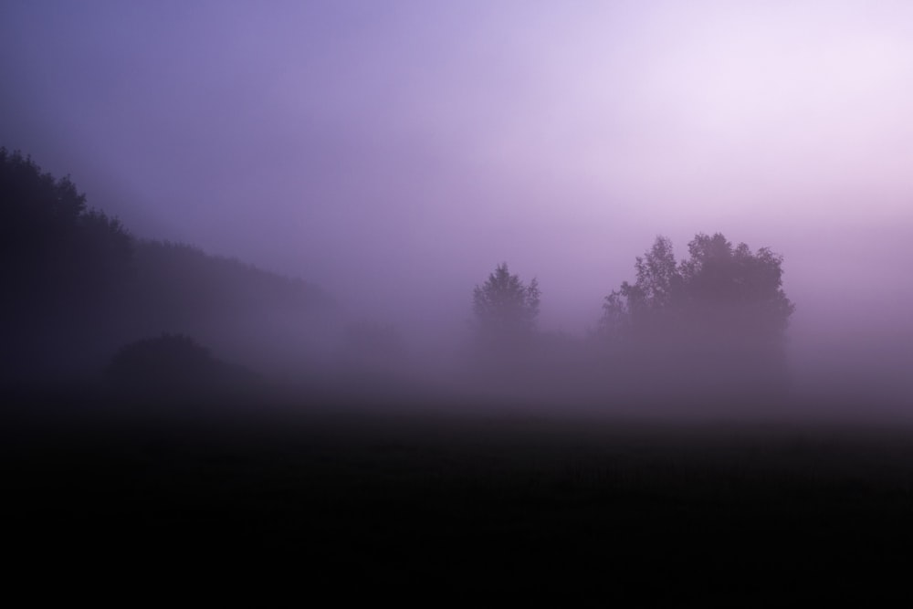 a foggy field with trees in the distance