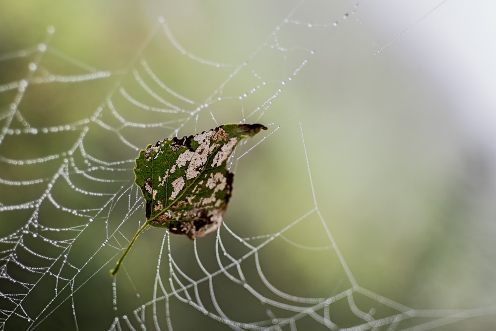 a spider web with a leaf on it
