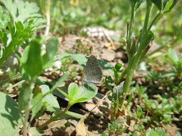 A photo of a small garden with flowers and a butterfly resting on a leaf.